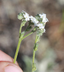Cryptantha flaccida