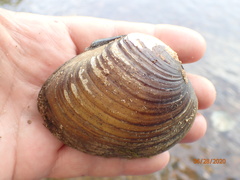 Ellipsaria lineolata