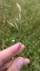 Bromus hordeaceus pseudothominii