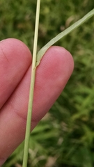 Bromus hordeaceus pseudothominii