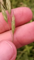 Bromus hordeaceus pseudothominii