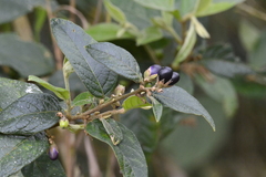 Cestrum strigilatum
