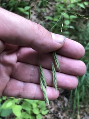 Bromus latiglumis