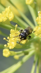 Hylaeus pictipes
