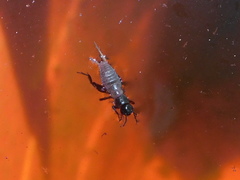 Spongiphoridae