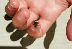 Eurymycter