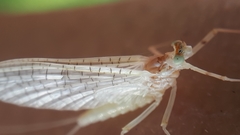 Maccaffertium terminatum terminatum