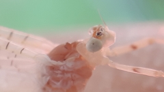 Maccaffertium terminatum terminatum