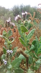 Phacelia integrifolia