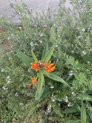 Asclepias curassavica