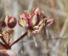 Lomatium dasycarpum