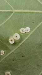 Neuroterus saltarius