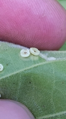 Neuroterus saltarius