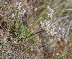 Lomatium dasycarpum