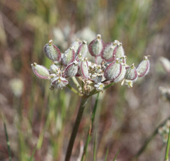 Lomatium dasycarpum