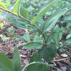 Polygonatum odoratum