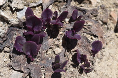 Senecio soldanella