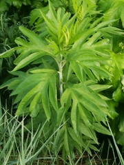 Jacobaea cannabifolia