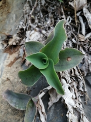 Tradescantia brevifolia