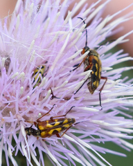 Typocerus octonotatus