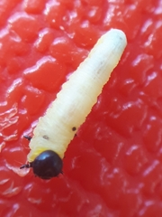 Tethida barda