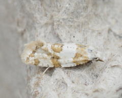 Aethes argentilimitana