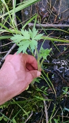 Ranunculus pensylvanicus