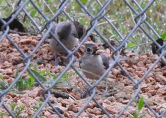 Baeolophus bicolor × atricristatus