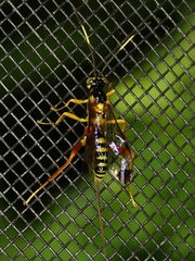 Spilopteron occiputale