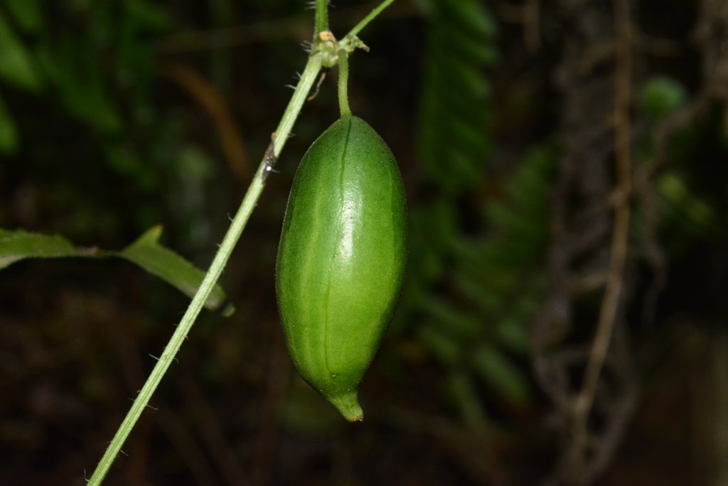 Melothria cucumis