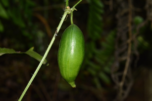 Melothria cucumis