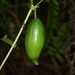 Melothria cucumis - Photo (c) Frederico Acaz Sonntag, some rights reserved (CC BY-NC), uploaded by Frederico Acaz Sonntag