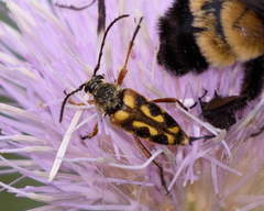 Typocerus octonotatus