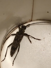 Elytrimitatrix undata