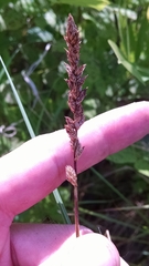 Carex sartwellii