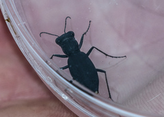 Dromochorus belfragei