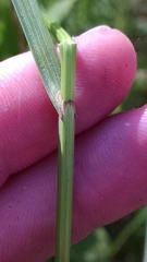 Carex sartwellii