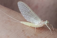 Maccaffertium terminatum terminatum