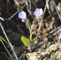 Phacelia divaricata