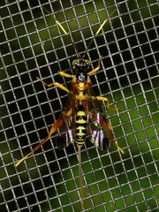 Spilopteron occiputale