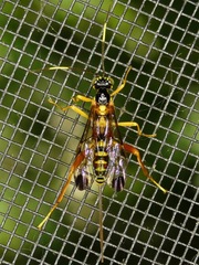 Spilopteron occiputale