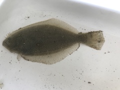 Paralichthys californicus