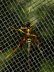 Spilopteron occiputale