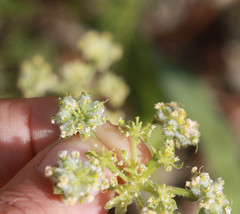 Lomatium dasycarpum