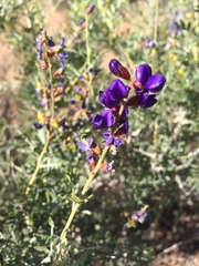 Psorothamnus fremontii