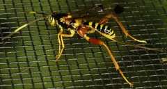 Spilopteron occiputale