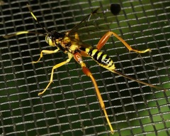 Spilopteron occiputale