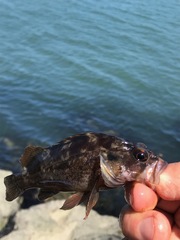 Sebastes auriculatus