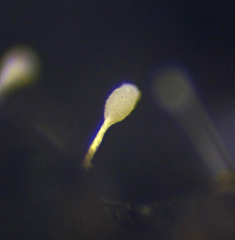 Atractium stilbaster