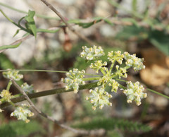 Lomatium dasycarpum